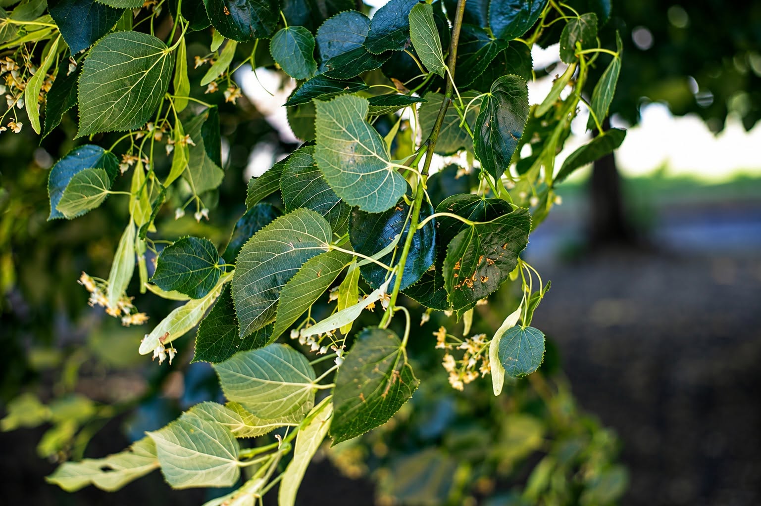 Lime tree leaves and flowers, in colour — a photograph taken by one of the workshop students