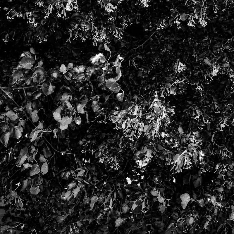 Black and white foliage — a photograph taken by one of the workshop students